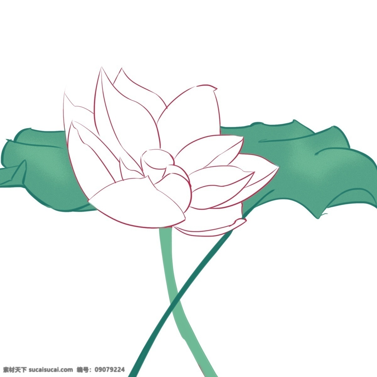 白色 荷花 卡通 插画 白色的荷花 卡通插画 荷花插画 花朵 鲜花 花束 花瓣 花蕾 漂亮的荷花