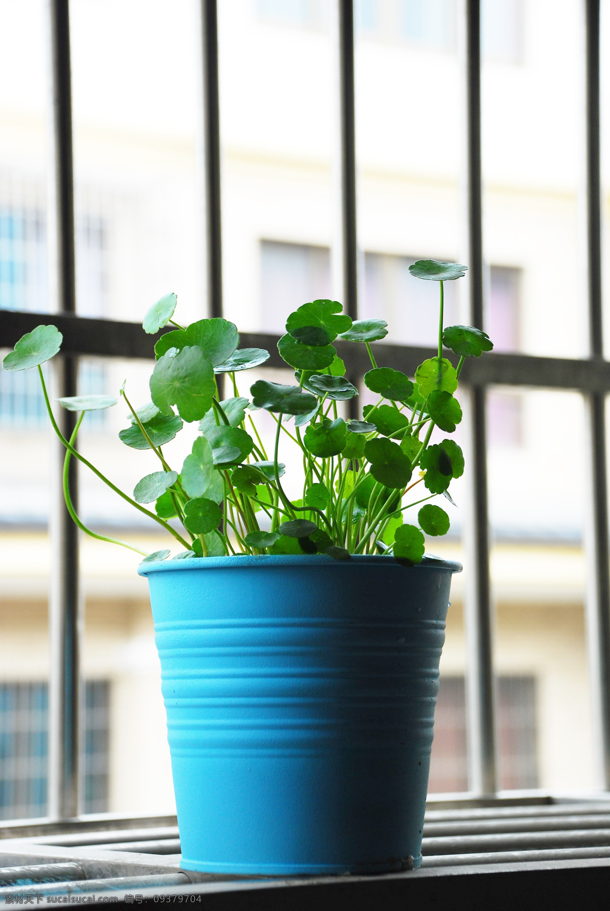 自家养的植物 铜钱草 植物 绿色 环保 蓝色 罐子 窗台 花草 生物世界