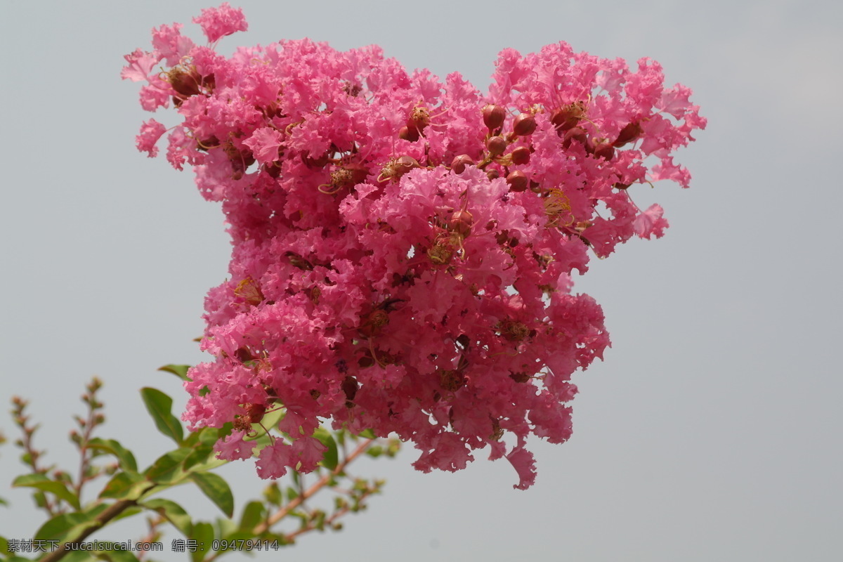 怡 花 背景图片 花草 生物世界 怡花 墙纸下载 幻灯图片 家居装饰素材 壁纸墙画壁纸