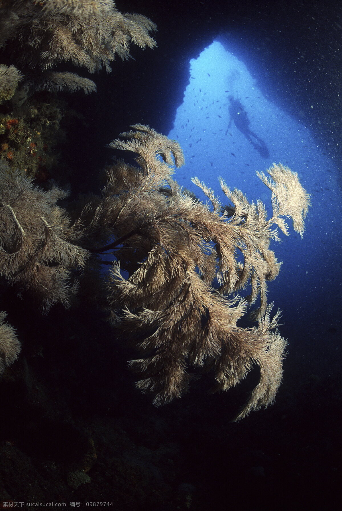 海底 世界 海底游泳 海洋 海洋生物 礁石 潜水 摄影图库 生物世界 游泳 底世界 珊蝴 鱼类 鱼