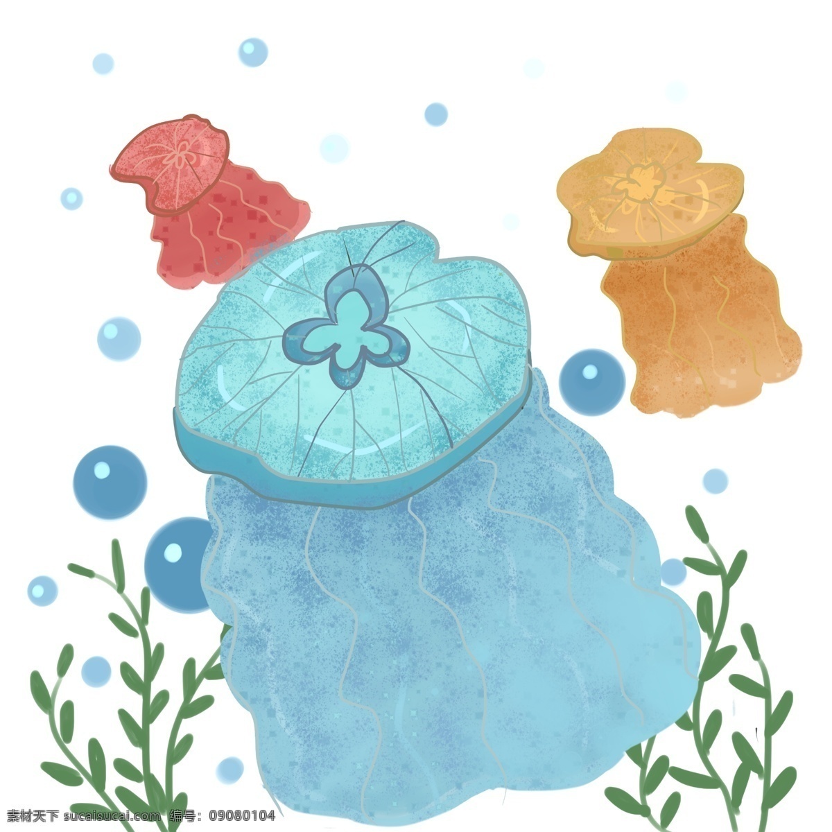 水母海洋生物 水母 海洋生物 水藻