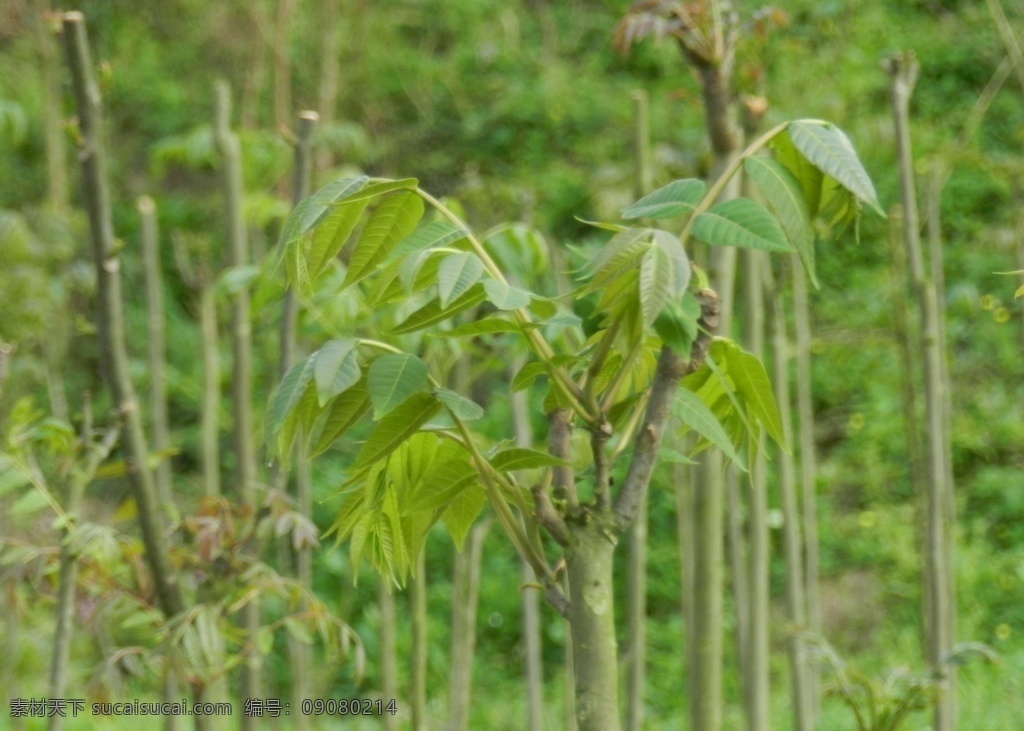 香椿基地 香椿种植 种植基地 树 香椿树 生活百科 生活素材