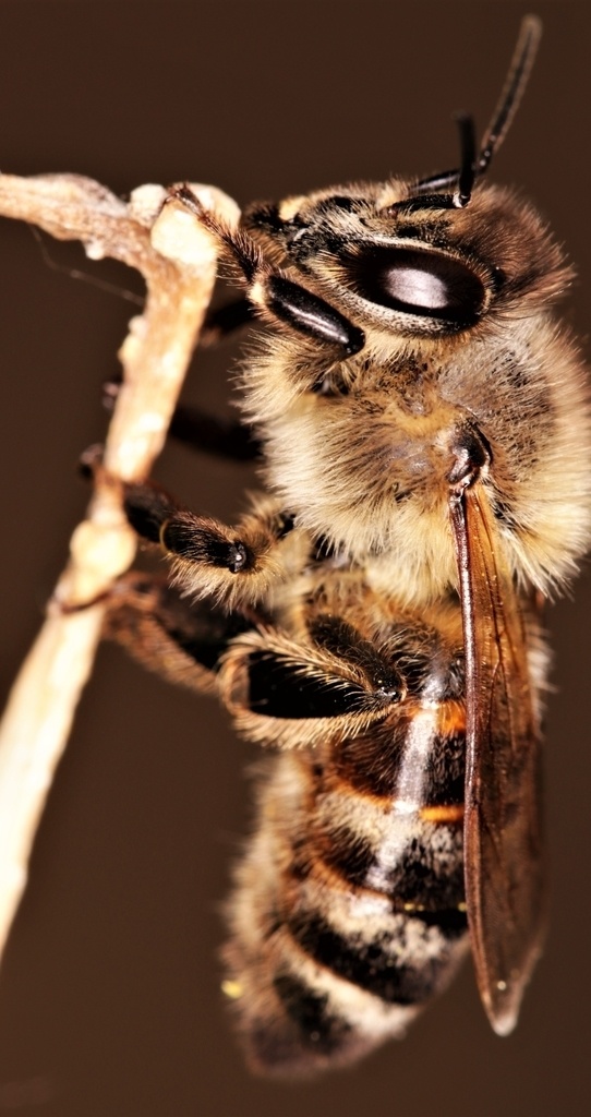 蜜蜂图片 蜜蜂 小蜜蜂 大蜜蜂 大黄蜂 工蜂 雄蜂 飞舞 采蜜 授粉 花朵 花期 花瓣 动物 生物世界 昆虫