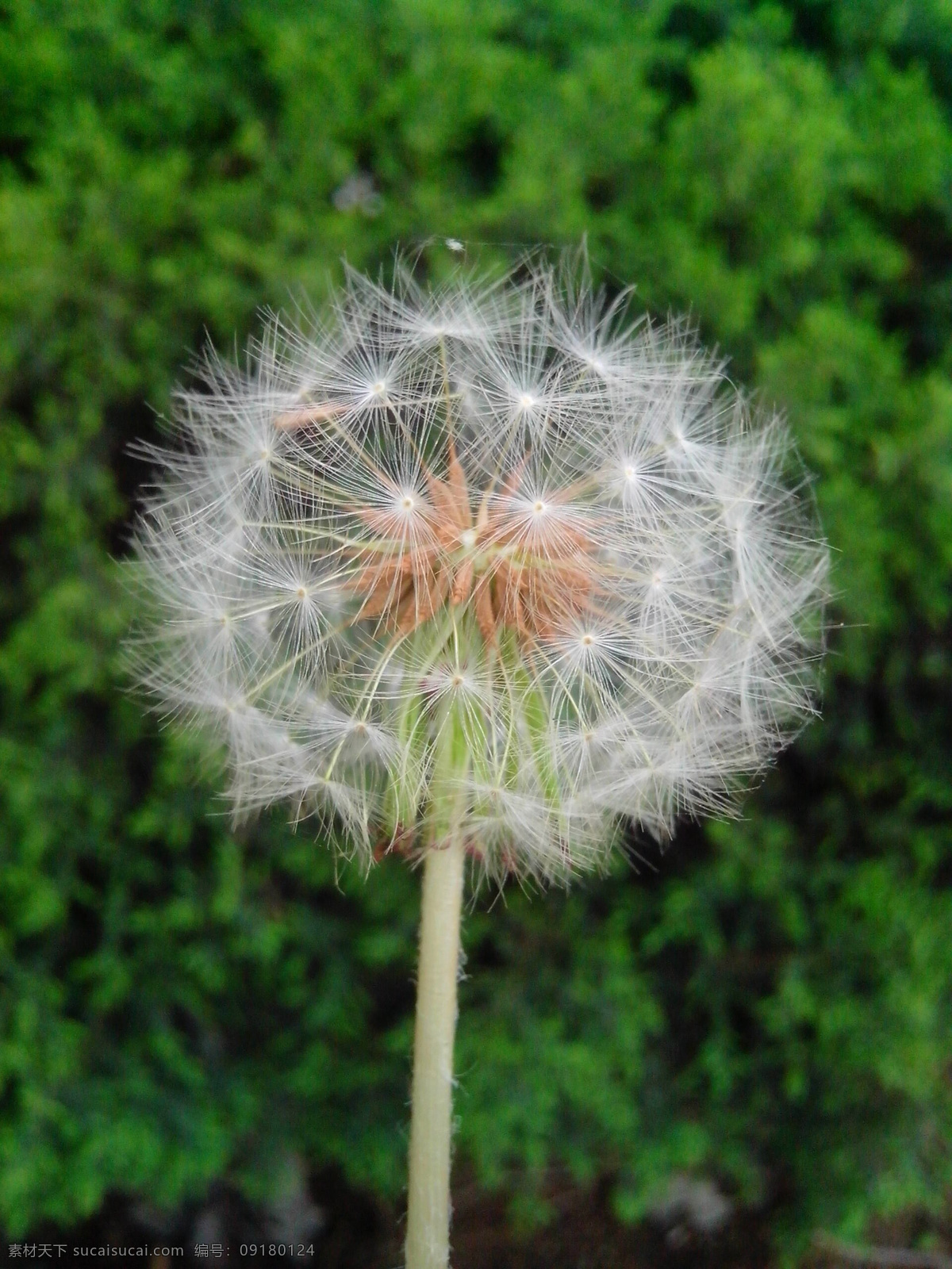 蒲公英 春景 绿植 春天的景色 大自然景色 花草 生物世界