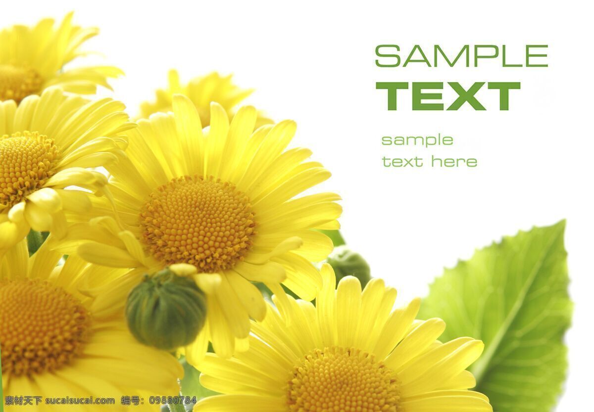 向日葵 精品 实用 精美图片 印刷 适用 高清 花朵 花卉 黄色 解压 密码 cn 生物世界