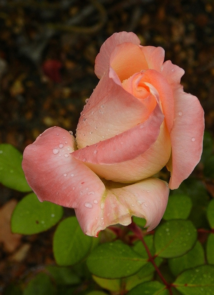 玫瑰 玫瑰花 粉玫瑰 粉玫瑰花 露珠 露水 晨露 玫瑰花朵 花瓣 花草 生物世界 花卉