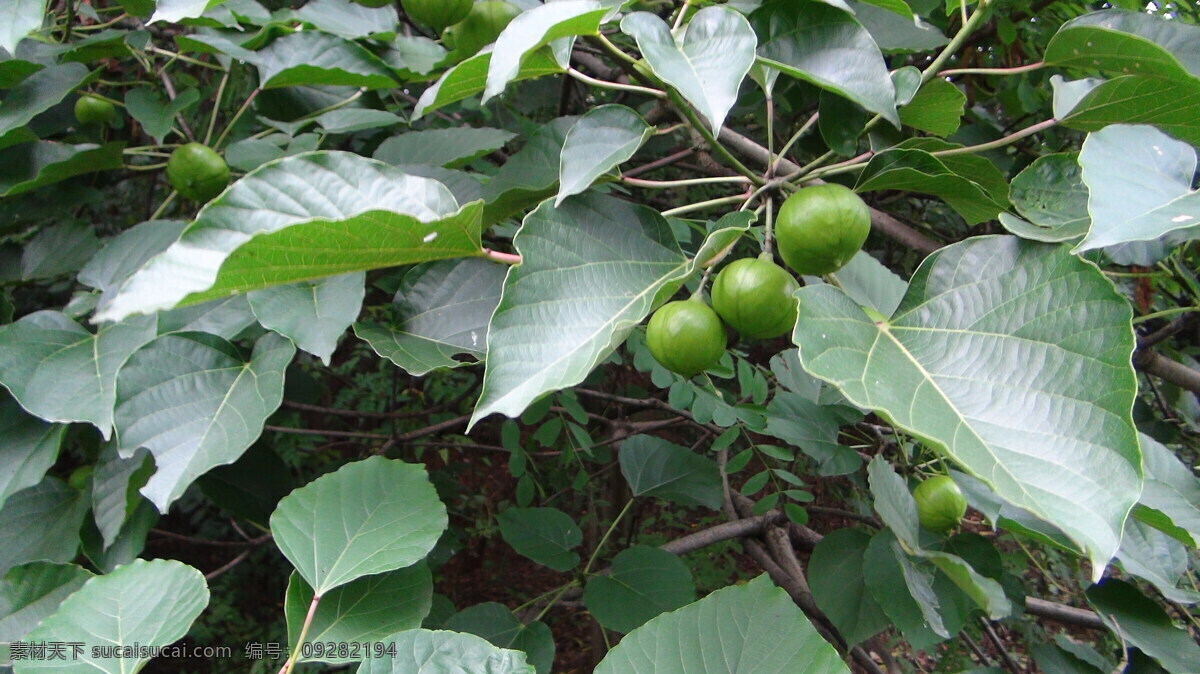 油桐 鄂东油桐 油桐树 桐子 桐子树 夏天桐子 树木树叶 生物世界