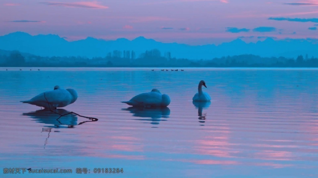 视频背景 实拍视频 视频 视频素材 视频模版 湖上 面的 鸭子 鸭子视频 湖