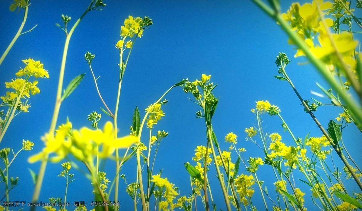 油菜花图 花 油菜 蓝天 天空 黄花 旅游摄影 国内旅游