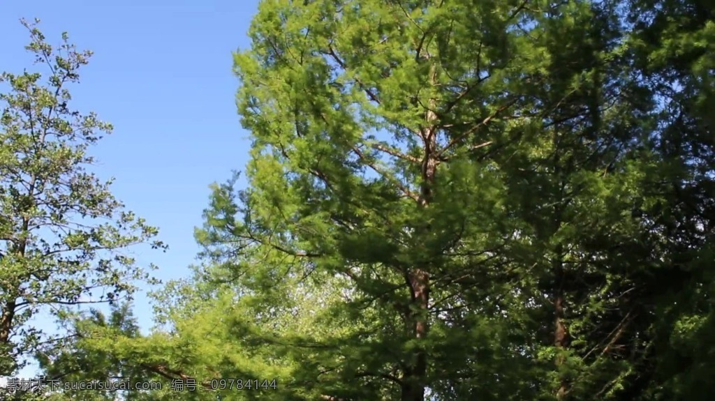 视频背景 实拍视频 视频 视频素材 视频模版 实拍 树木 叶子 天空