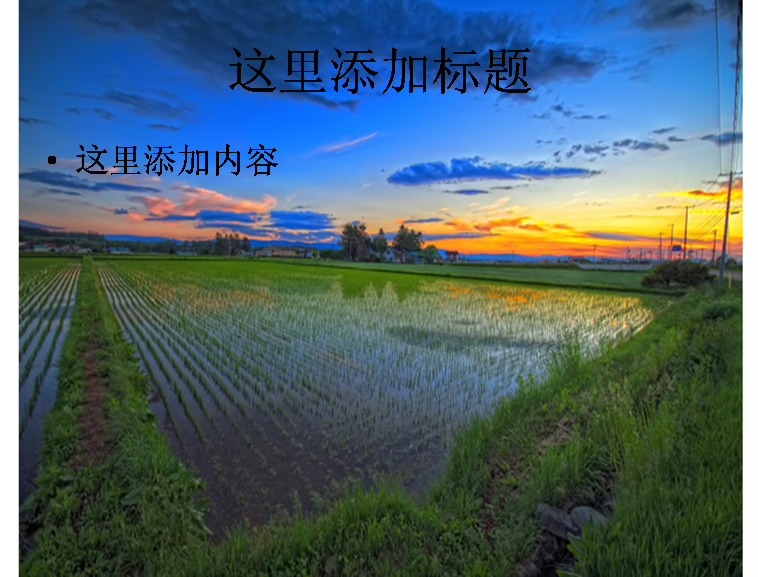 水稻高清 风景 自然风景 模板 范文