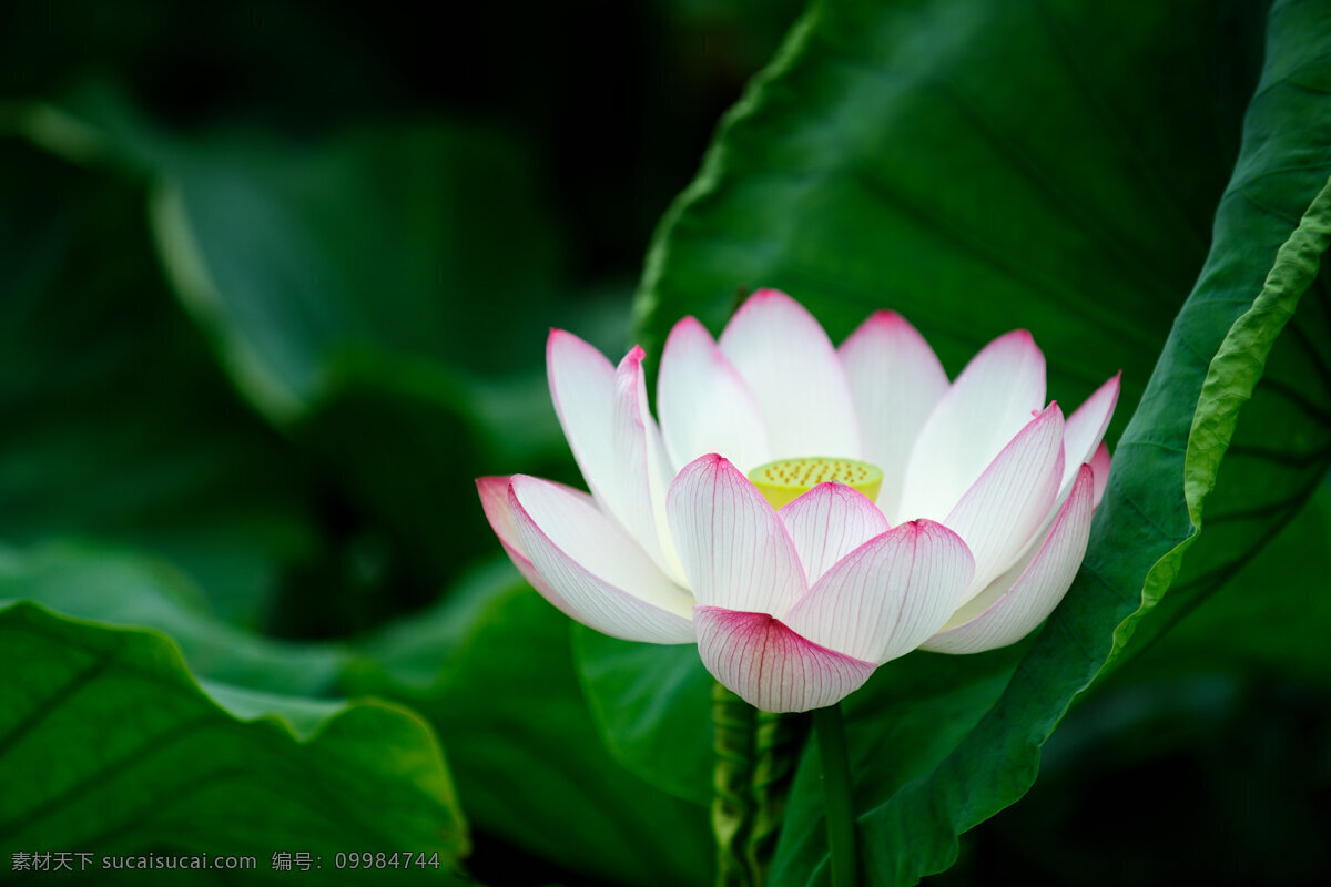 荷花 莲花 粉红 白 绿色背景 绿叶红花 荷叶 荷蕊 出污泥而不染 源文件库 山水风景 自然景观