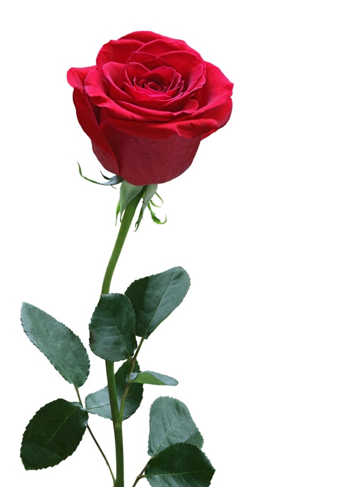 红玫瑰 玫瑰 玫瑰花 花朵 鲜花 花卉 春天花朵 花草 生物世界
