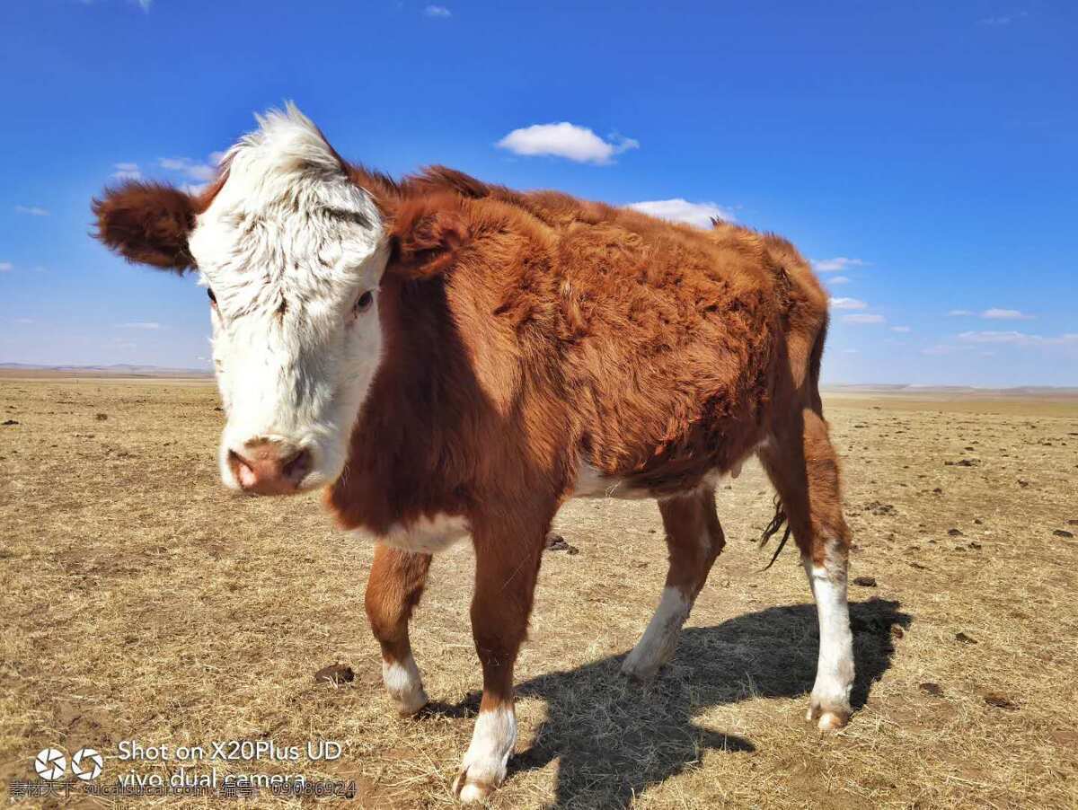 奶牛 小黄牛 可爱的小牛 萌萌的小牛 纯种牛 自然景观 风景名胜