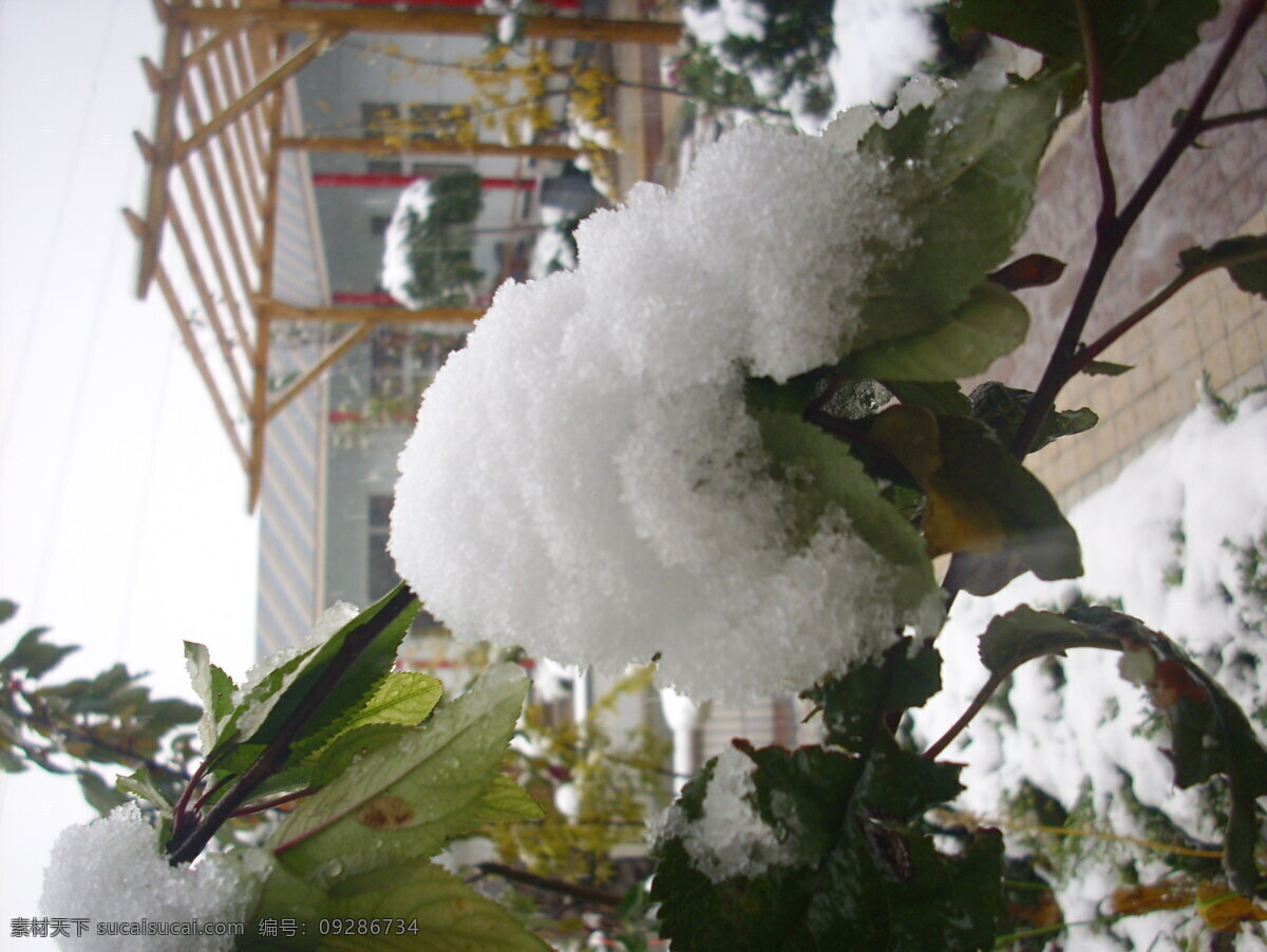 雪 中 花 2010 北京大学 中雪花 风景 生活 旅游餐饮