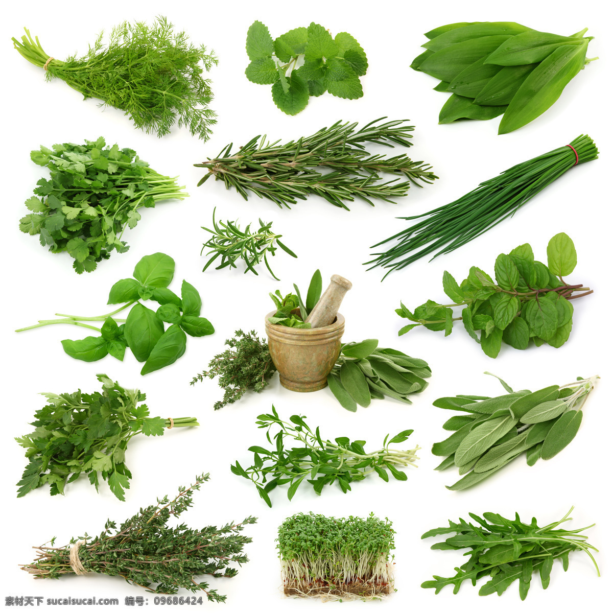 各种绿色香草 绿色 植物 香草 香料 调味品 生活百科 餐饮美食