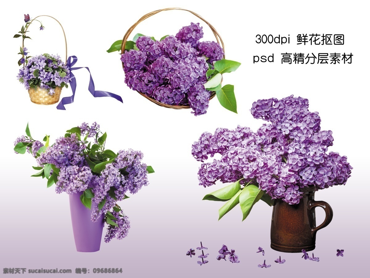紫色花卉 鲜花背景 鲜花底纹 鲜花花卉素材 花卉抠图 婚庆 室内摆设 抠图 分层