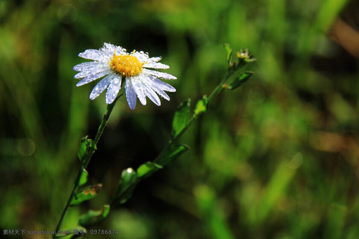 清晨免费下载 花草 菊花 清晨 生物世界 水滴 小菊花 小 psd源文件