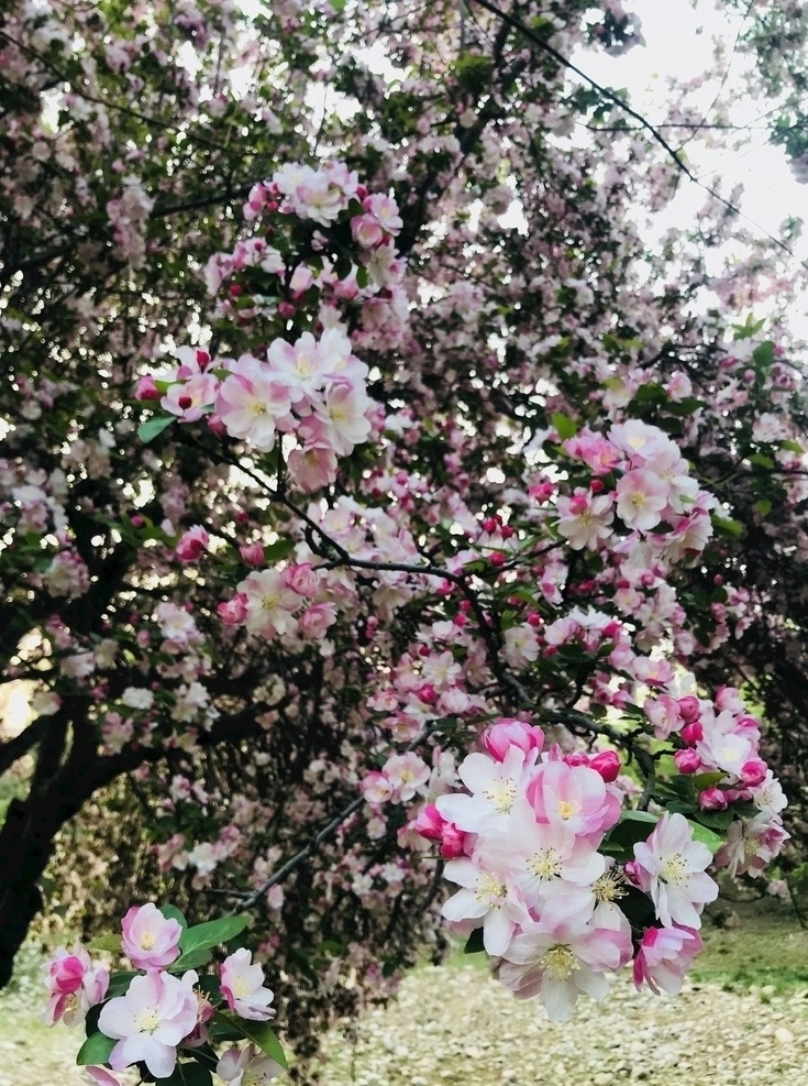 海棠花图片 海棠花 一树 压满 公园 春天 自然风光 自然景观 田园风光