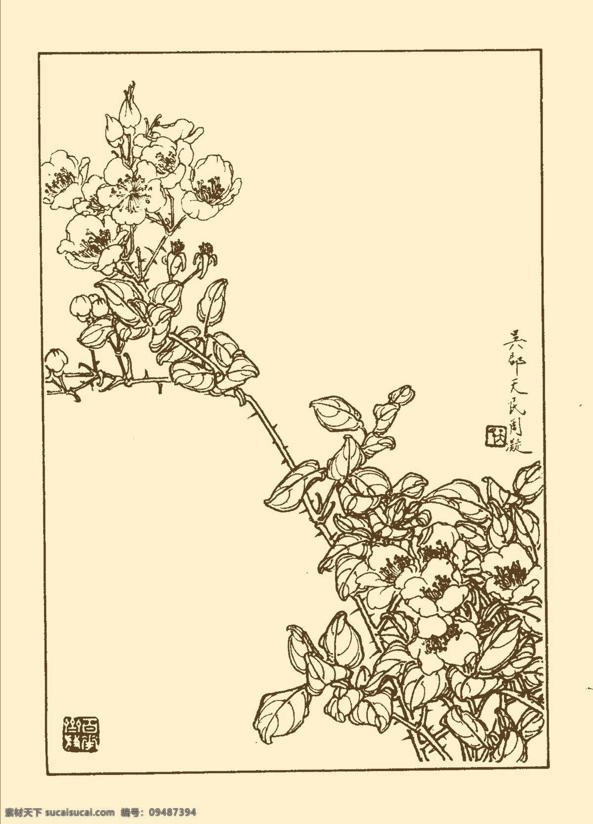 野蔷薇 白描 花卉 花草 植物 国画 中国画 线画 线稿 花卉白描 分层 源文件