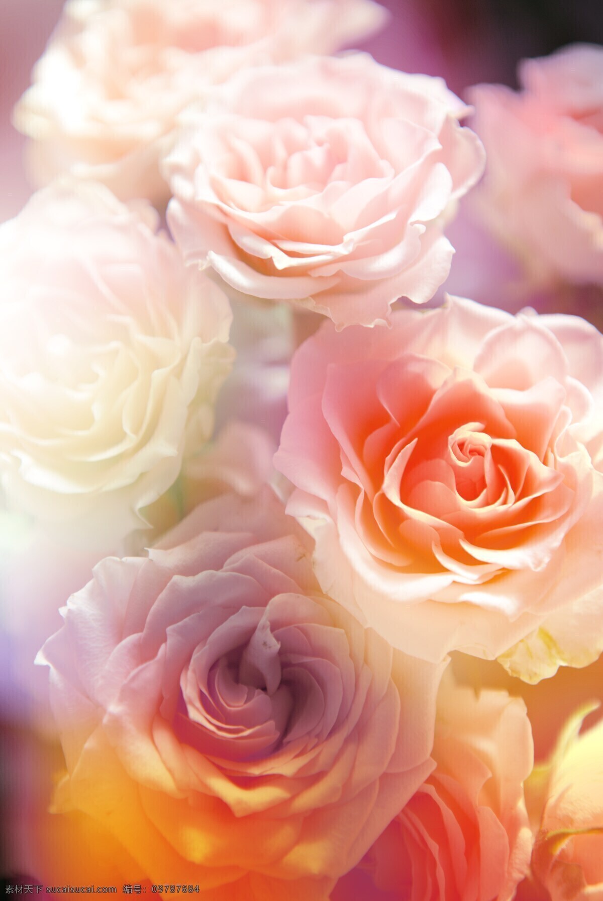 爱情 白玫瑰 花苞 花草 花朵 花蕾 黄玫瑰 玫瑰花 鲜花 含苞未放 情人节 植物 生物世界 节日素材 情人节七夕