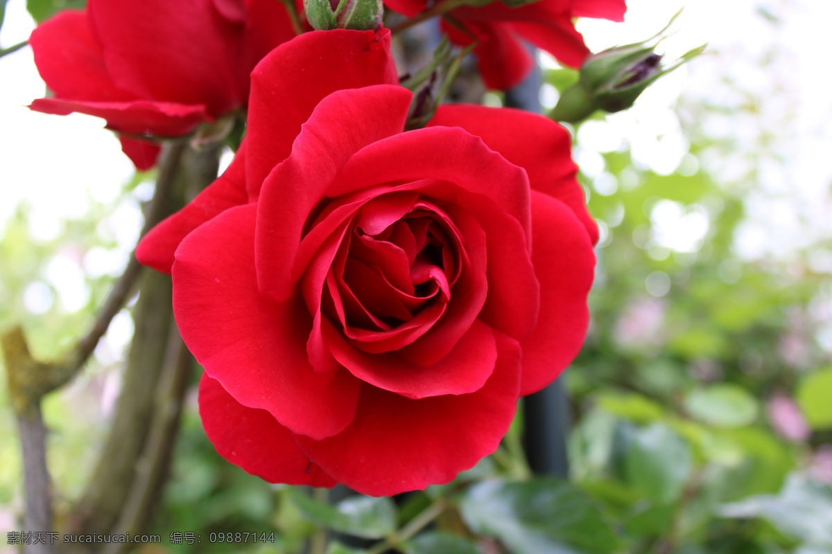 红色玫瑰 玫瑰 红色 花 自然 花园 特写 植物 爱 唯美图片 唯美壁纸 壁纸图片 桌面壁纸 壁纸 背景素材 手机壁纸 创意 生物世界 花草