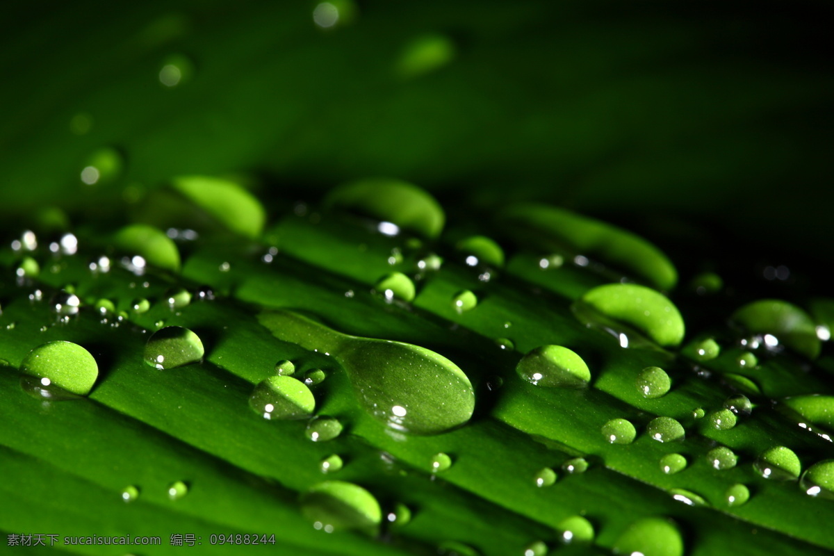 水珠免费下载 露水 绿色 绿叶 清新 生物世界 树木树叶 水滴 水珠 透明 高清水滴 psd源文件