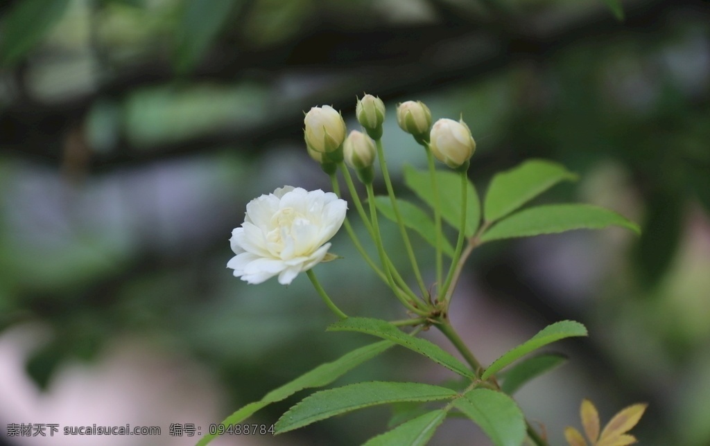 白木香 木香花 白色 绽放 花蕾 春花烂漫 路边的野花 生物世界 花草