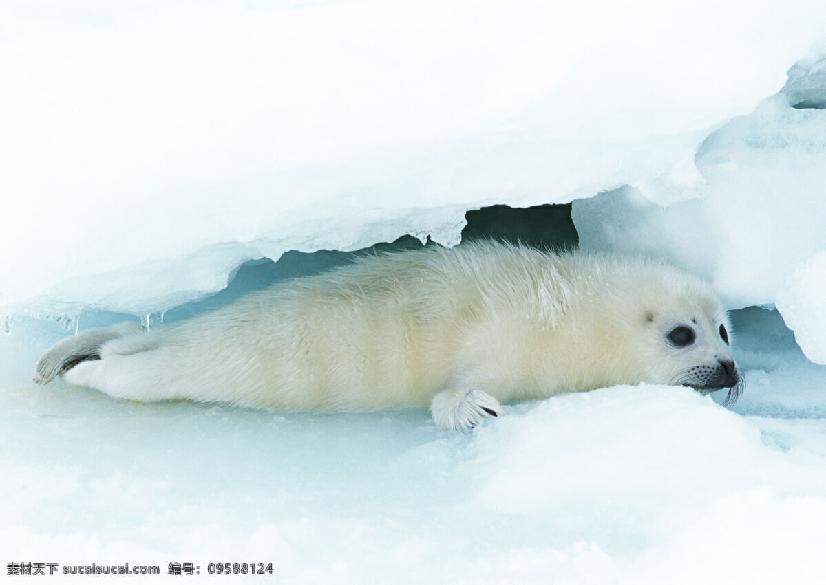 冰川 里 海豹 动物世界 生物世界 冰雪 雪地 水中生物