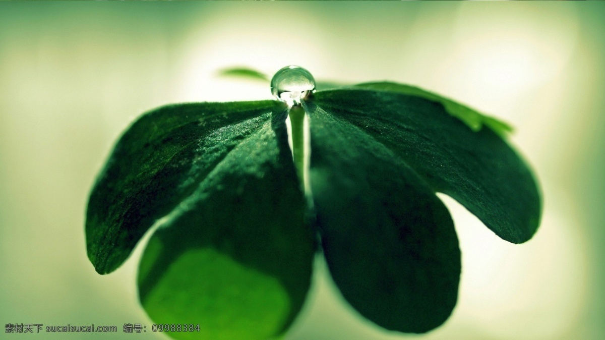 绿叶水珠 春季 春天 反射 光亮 晶莹剔透 绿色 水珠绿叶 水珠 水滴 晶莹的露珠 清新 高清绿叶 植物叶子 一角 绿色植物 透明 环保 自然