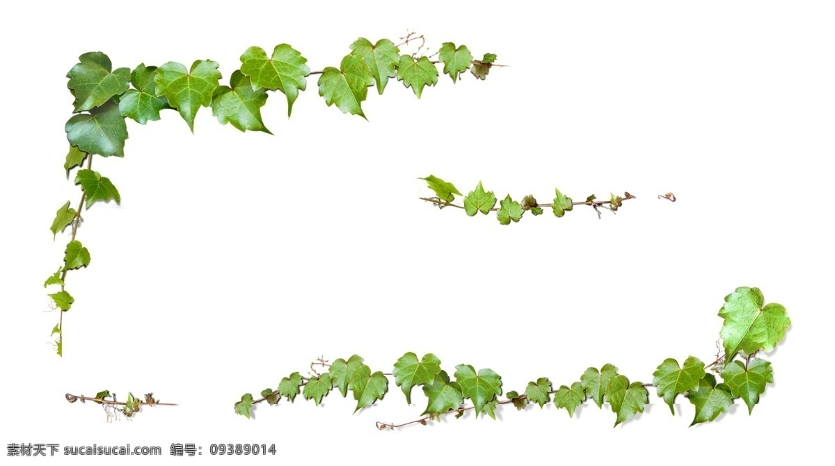 爬山虎 藤蔓 花边 绿叶 绿叶花边 装饰花边 树叶 植物 藤 树叶素材 花草 梦幻 动感树叶 绿色树叶素材 绿色植物 绿色装饰素材 精美 树枝 树藤 春季素材 春天素材 春天 春季 绿色 清新花纹 简洁花纹 矢量黑白花纹 绿色树叶 绿色树藤 矢量树枝