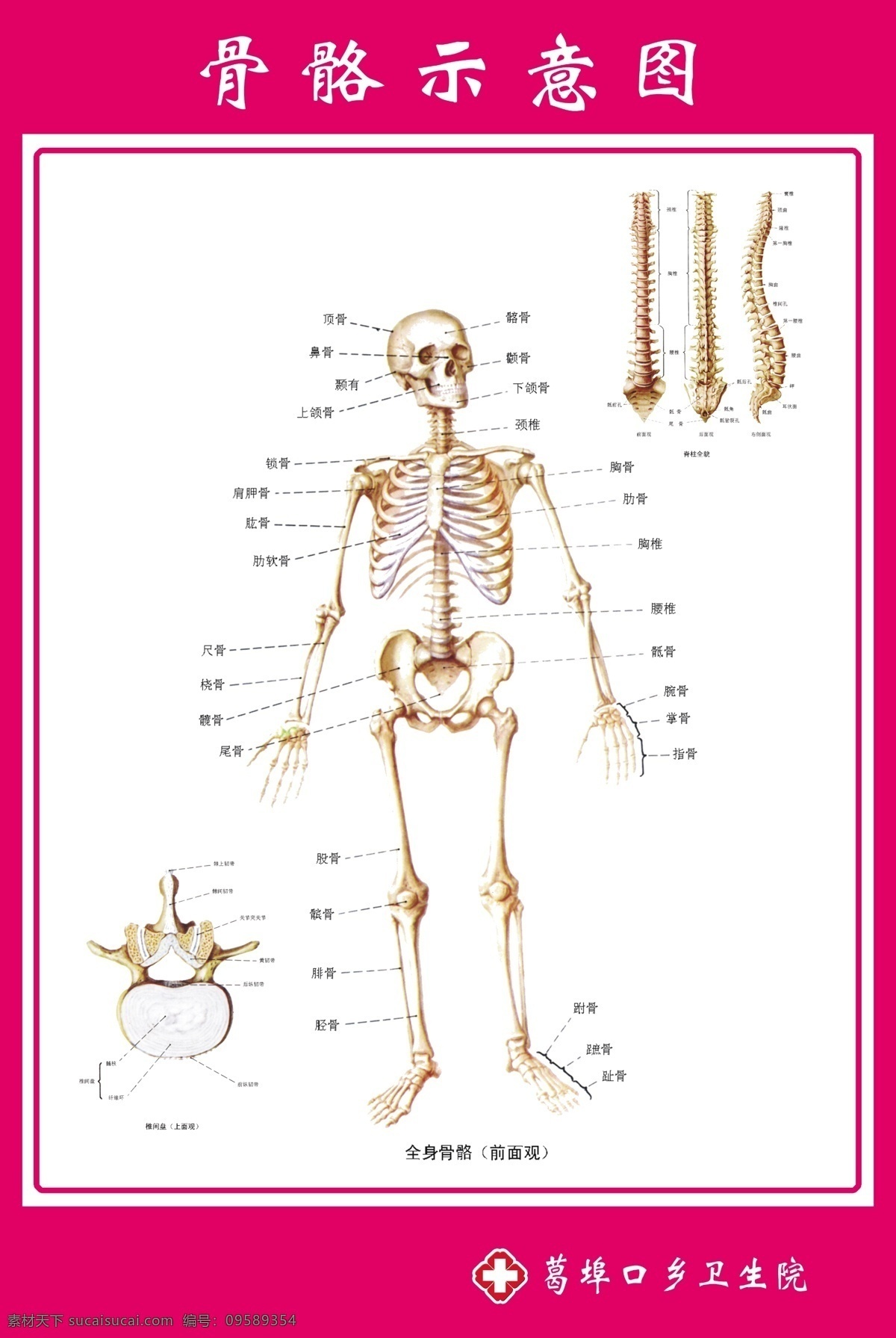 骨骼示意图解 骨骼示意图 骨骼 骨骼解剖图 示意图 解剖图 医院示意图 医院解剖图 门诊示意图 源文件