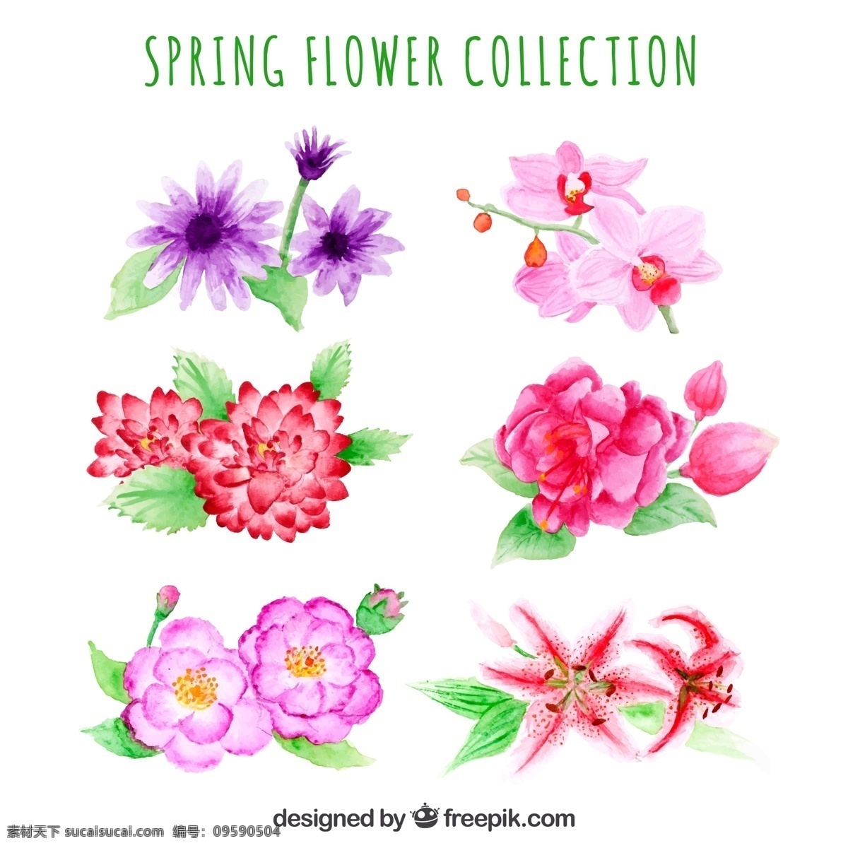 彩绘春季花卉 彩绘 春季 花卉 蝴蝶兰 牡丹花 玫瑰花 百合花 月季花 生物世界 花草