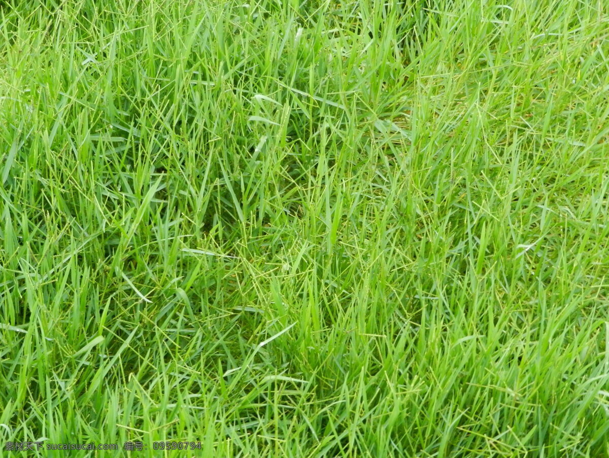 草地 绿色 夏日 小草 贴图 背景 花草 生物世界