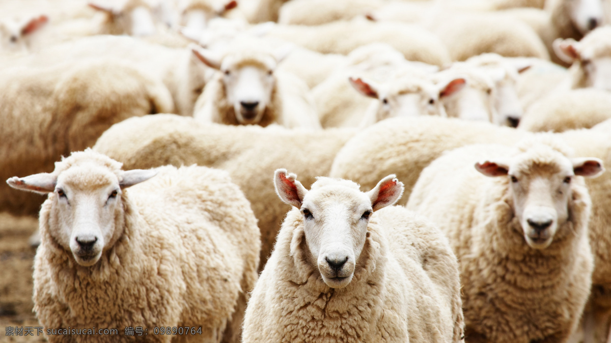 可爱 白色 绵羊 高清 羊 羊毛 羊群 动物 生物世界 野生动物