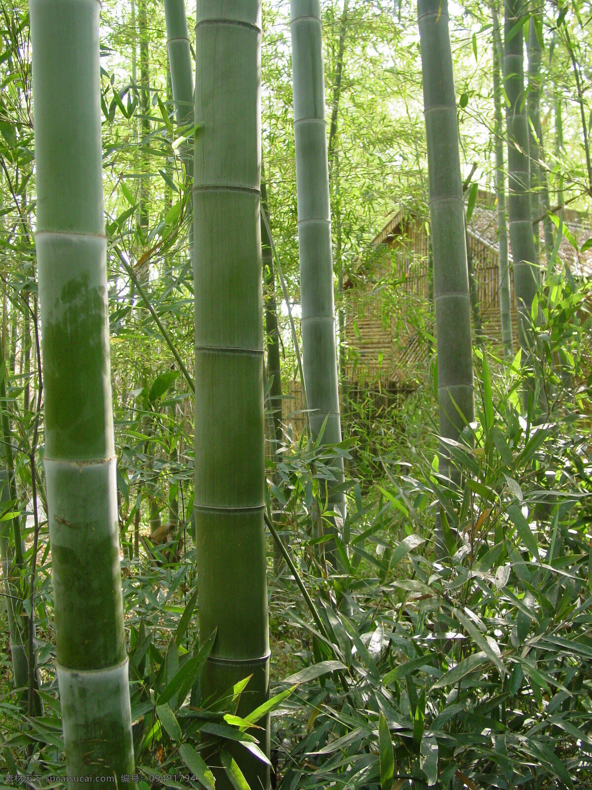 竹 洞天 风景 摄影图库 自然风景 自然景观 竹洞天 竹洞天的竹子 矢量图 日常生活
