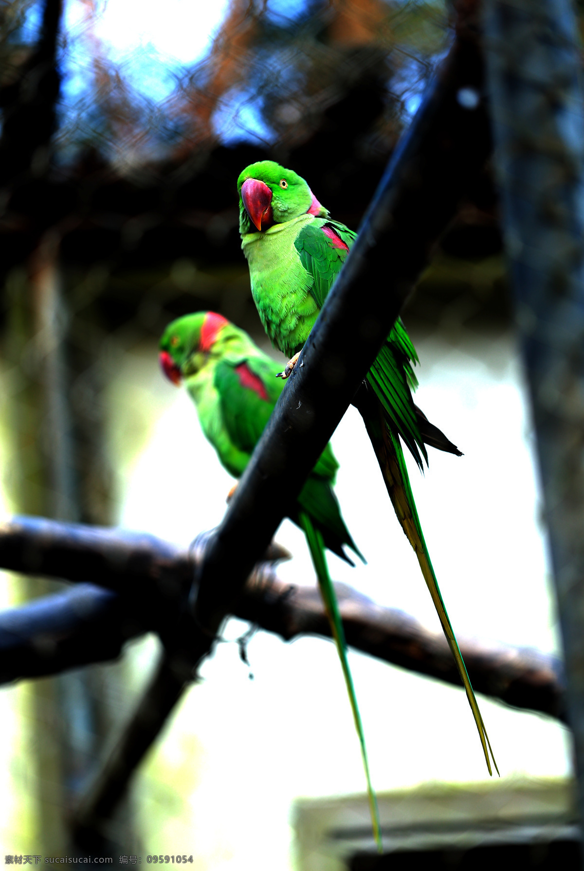 绿鹦鹉 鹦鹉 鸟 飞禽 家禽 羽毛 牢笼 动物 作品 凝望 风景 景 彩色 翅膀 站立 看 生物世界 鸟类