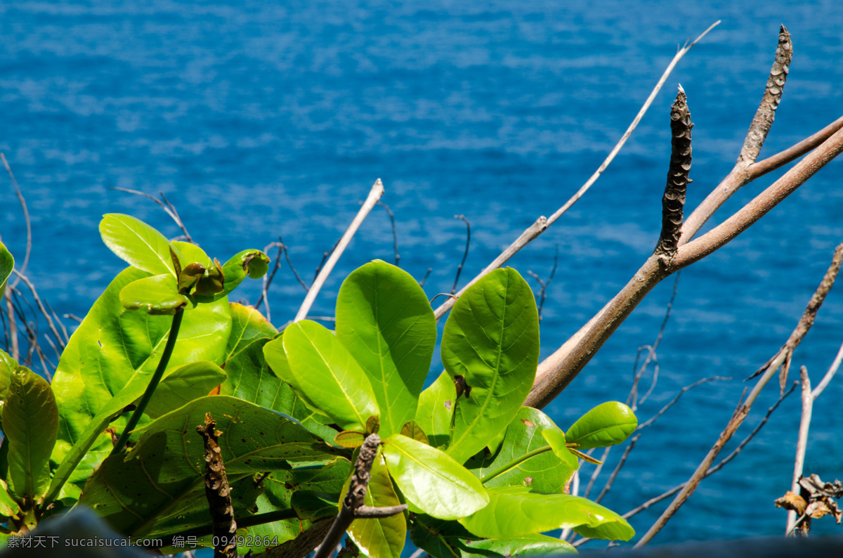 大海免费下载 大海 国内旅游 海景 旅游摄影 热带植物 三亚 西岛 风景 生活 旅游餐饮