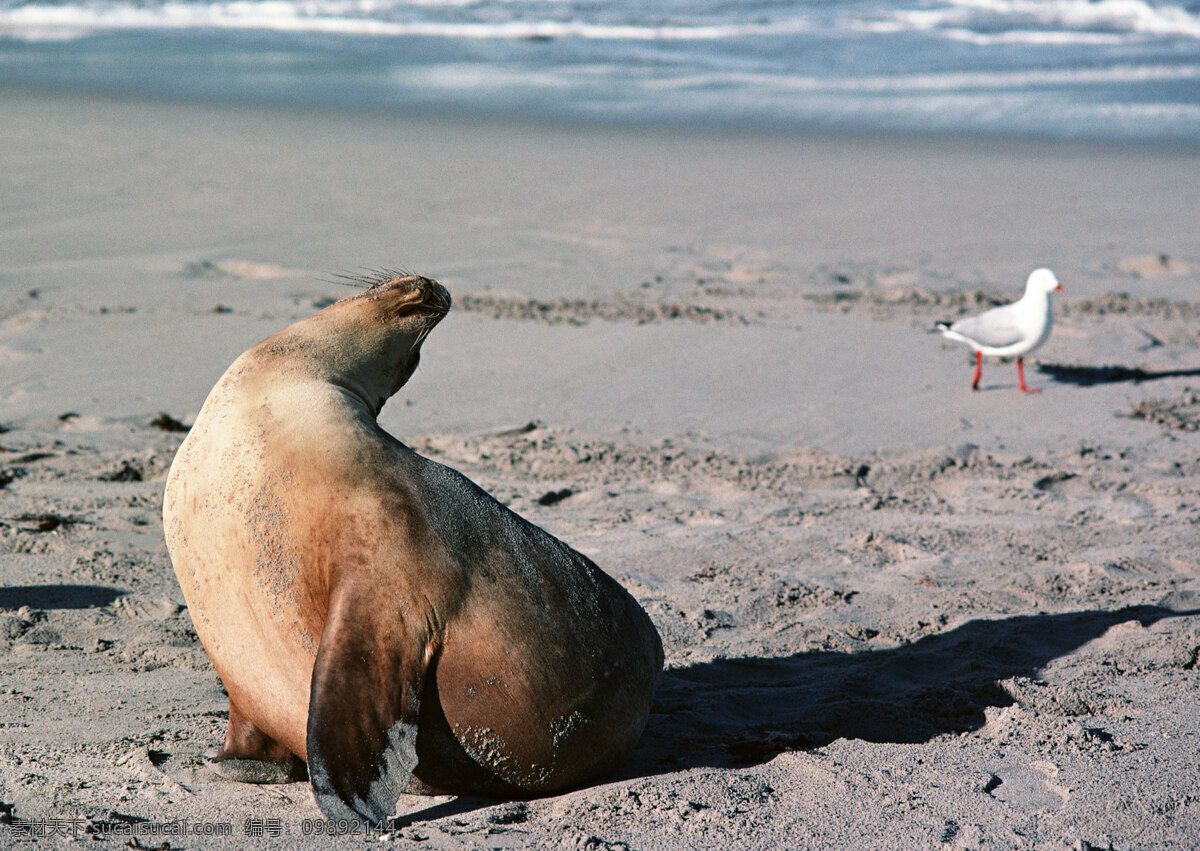 海滩 上 海豹 动物世界 生物世界 海底生物 海洋生物 野生动物 沙滩 水中生物