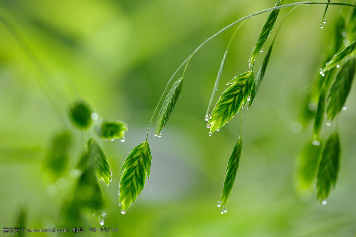 背景 壁纸 春天 绿色 生物世界 树木树叶 树叶 水滴 雨滴 唯美 上 树叶上的雨滴 psd源文件