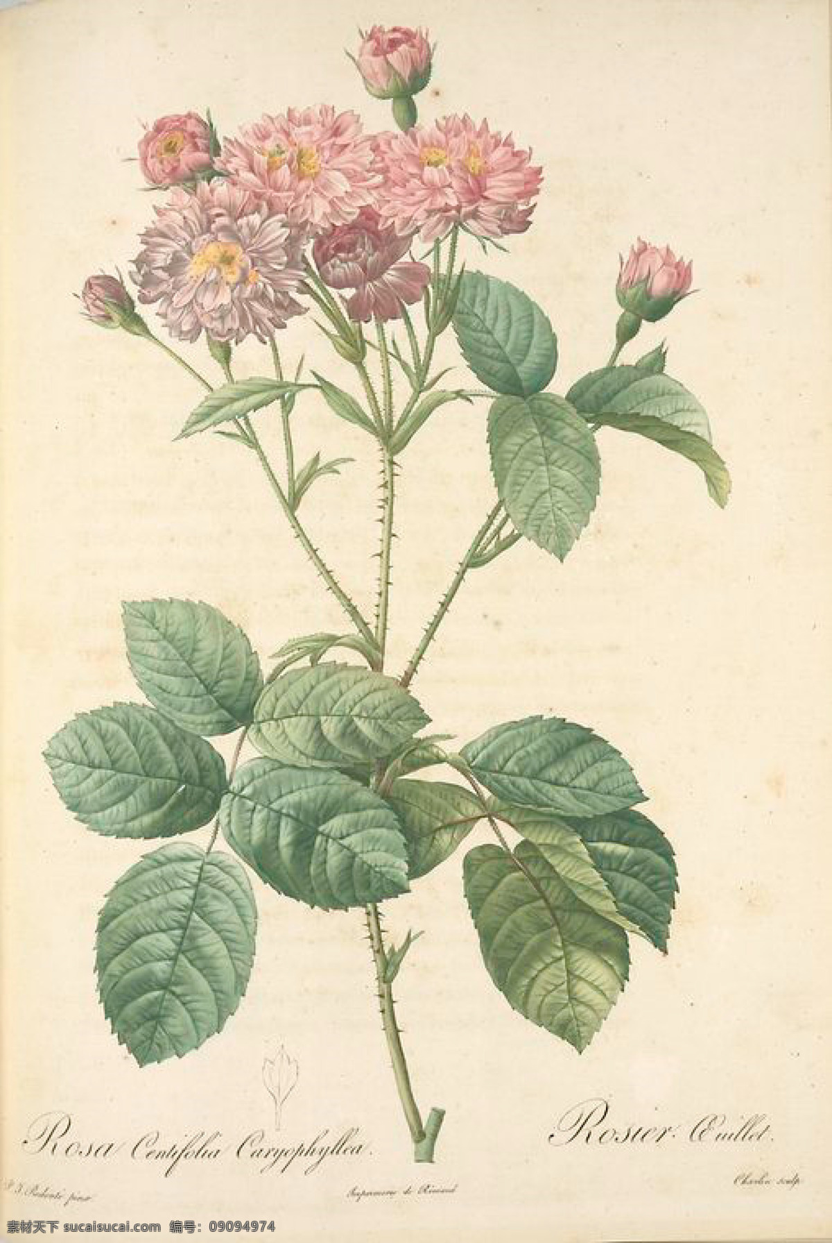 复古 油画 花朵 花 花卉 玫瑰 手绘 艺术名画 植物图 文化艺术