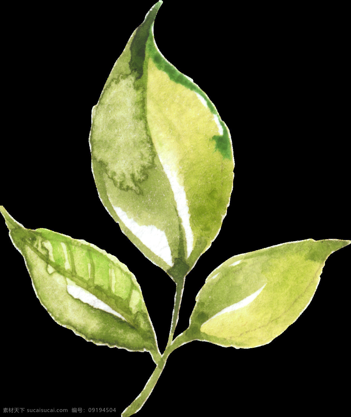 手绘 卡通 绿茶 叶子 透明 三片叶子 绿色 水彩 装饰图案 免扣素材