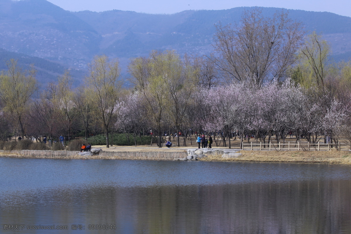 植物园山桃花 初春山桃花 花枝 园林美景 山桃花 桃花美景 绿化景观 桃花 花卉 花儿 花朵 花蕊 花瓣 花草 园林景观 山桃碧桃 生物世界