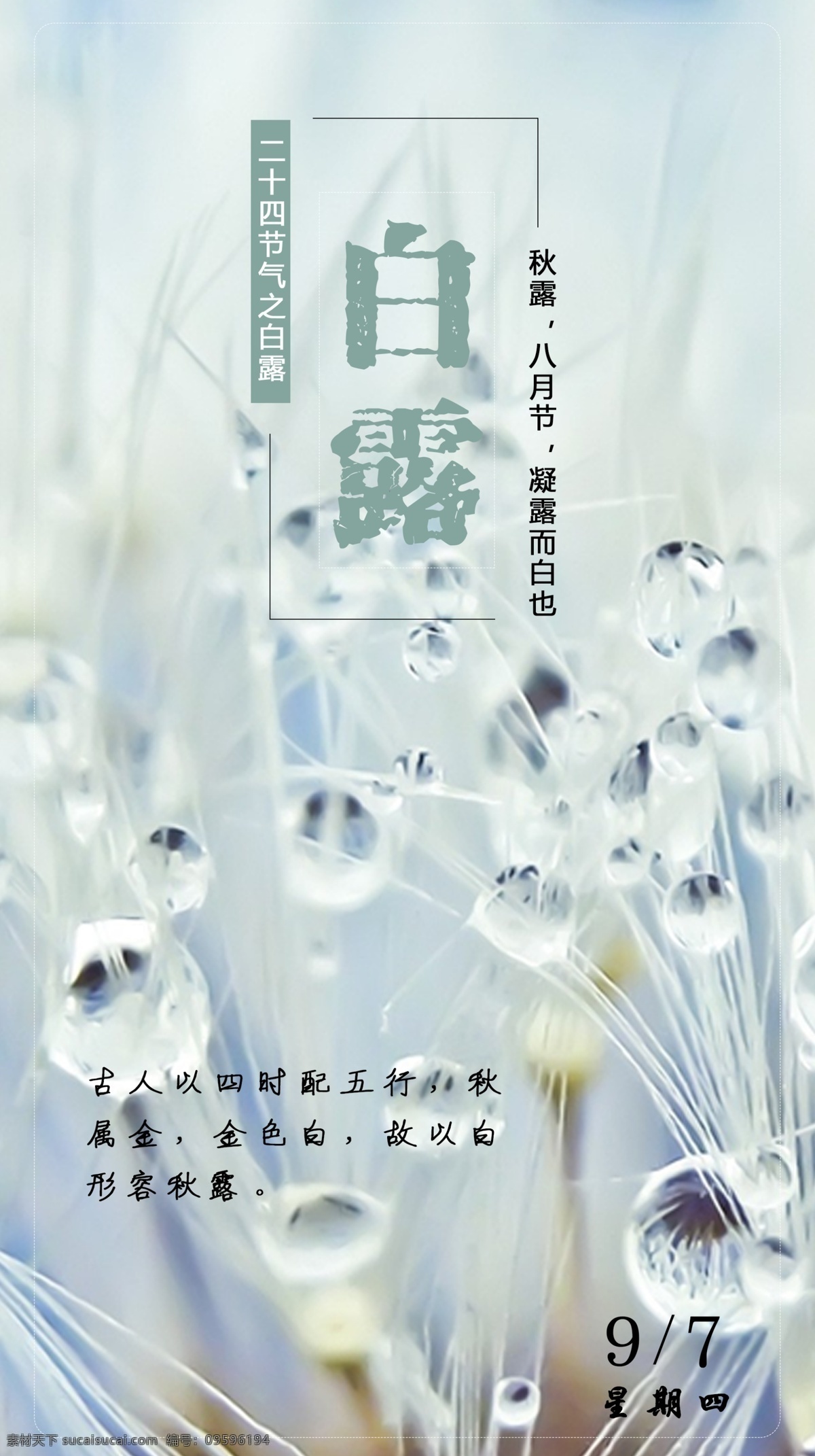 白露 节气 宣传单 秋露