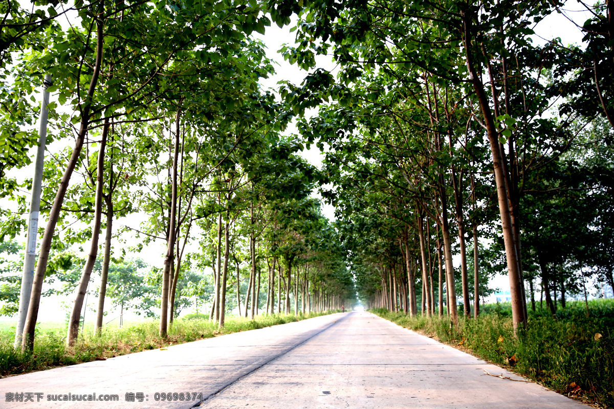 路边树木 村村通公路 乡村公路 路边绿化 树木成行 夏季树木 路边美景 路边风景 道路风景 淮北乡村 树木树叶 叶敏繁枝茂 自然景观 田园风光
