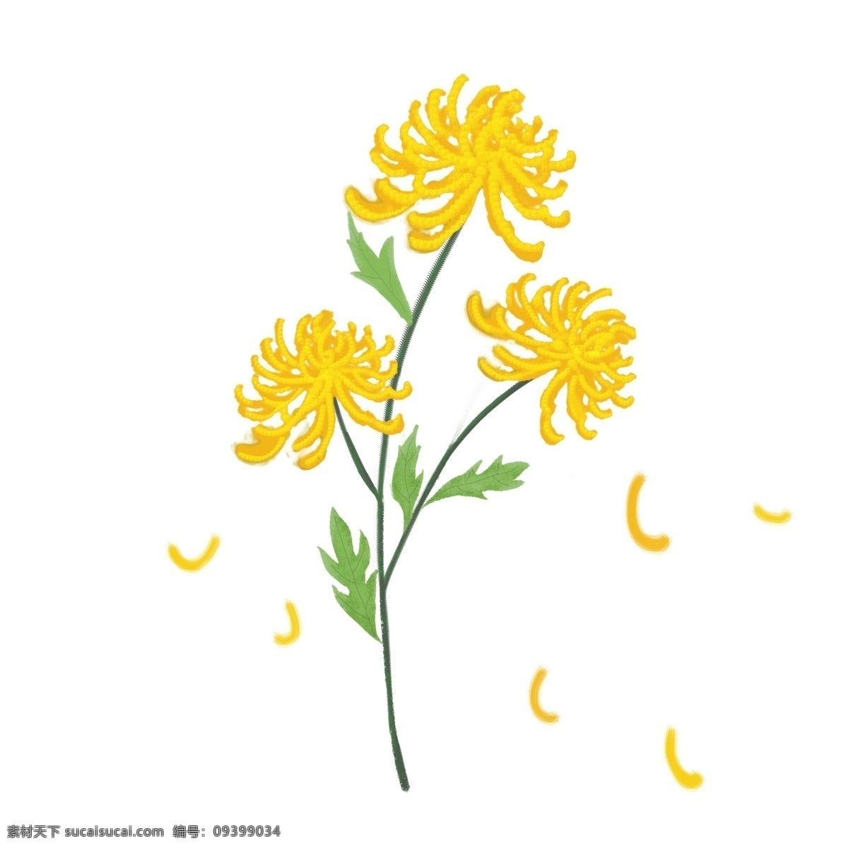 手绘 重阳节 黄色 雏 菊 菊花 绿叶 金黄色 节日元素
