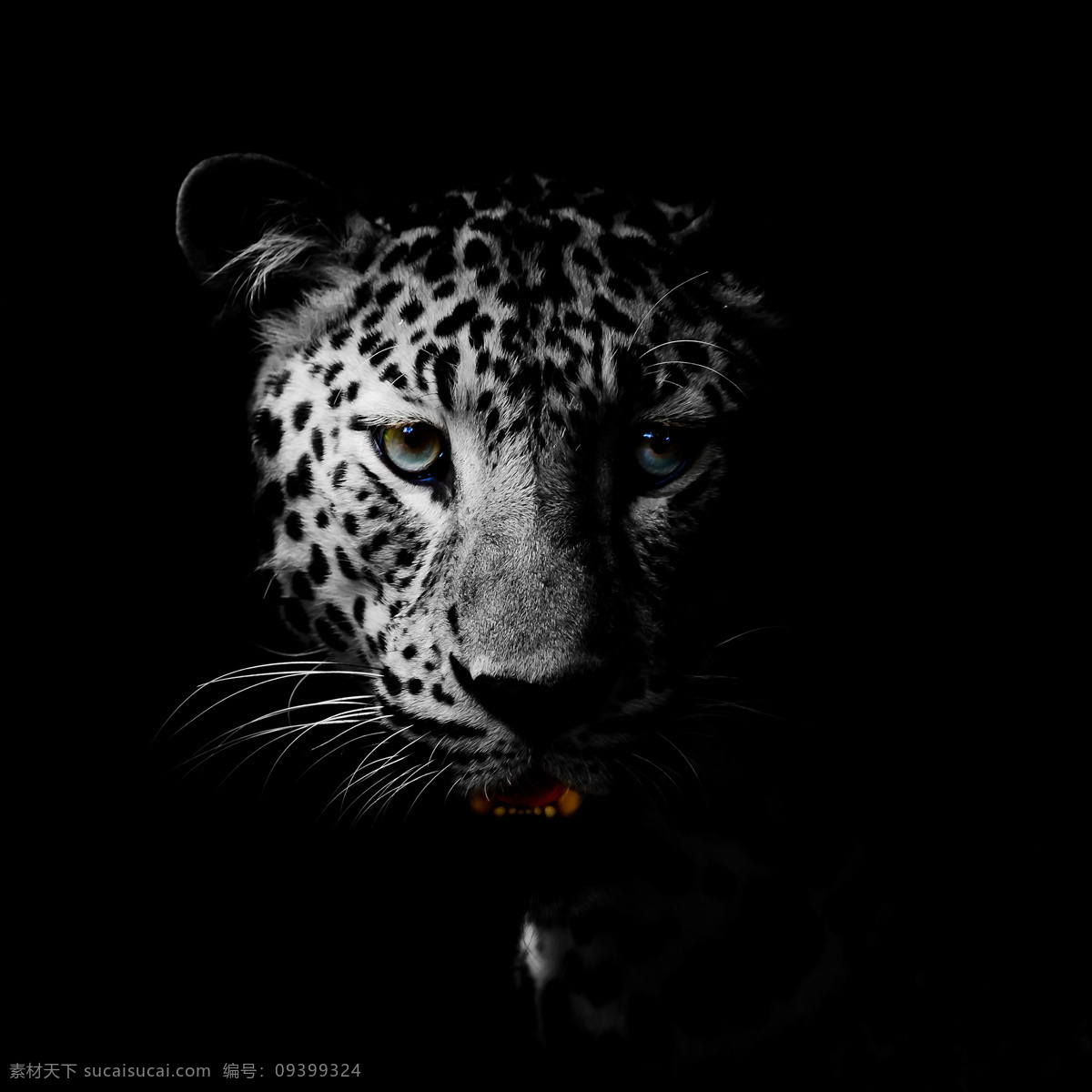 豹子头部特写 豹子 头部特写 猎豹 野生动物 动物摄影 陆地动物 生物世界 黑色