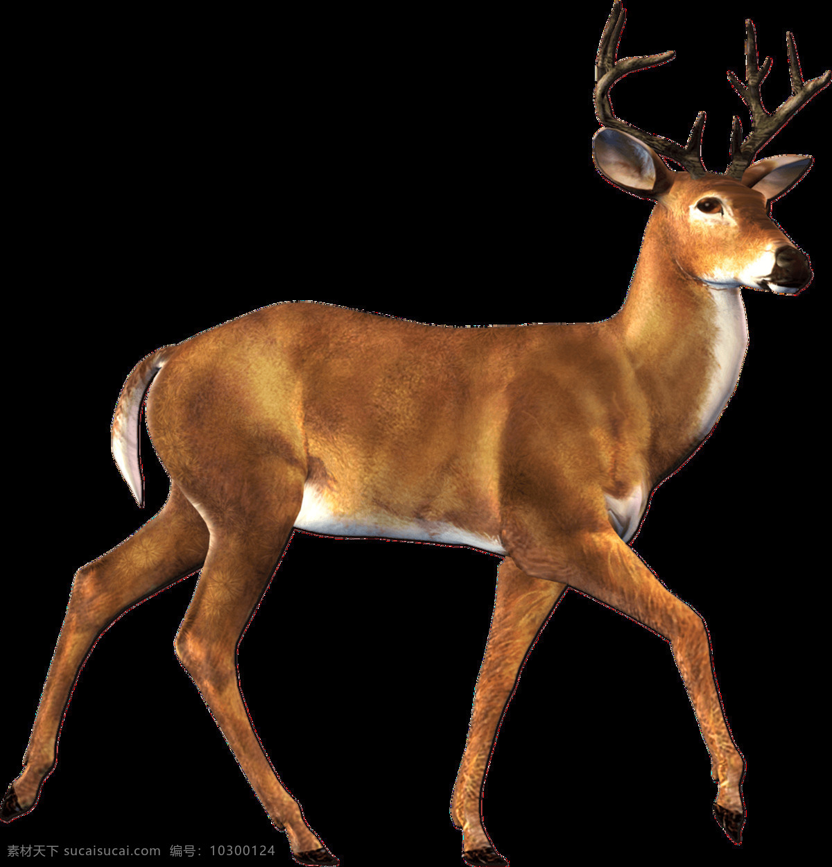 梅花鹿图片 驯鹿 驼鹿 麋鹿 大角鹿 鹿 png图 透明图 免扣图 透明背景 透明底 抠图 生物世界 野生动物