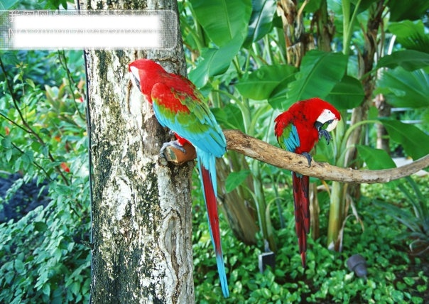 丛林之美 丛林 鹦鹉 摄影图 旅游摄影 自然景观 绿色