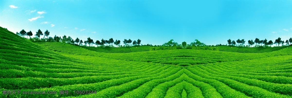 茶叶山 茶叶 茶山 茶叶海报 天空